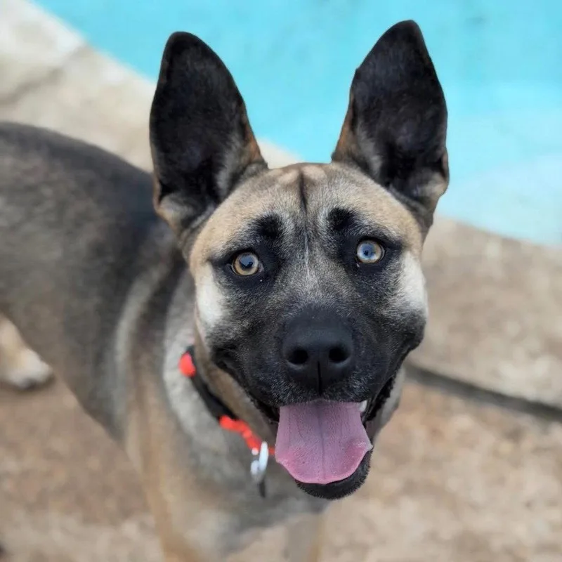 A young medium-sized female Terrier dog named Amelia for adoption in Bloomfield, CT