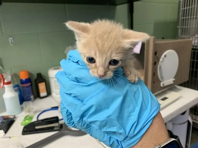 A baby small-sized male Domestic Short Hair cat named Bonsai for adoption in Grand Prairie, TX