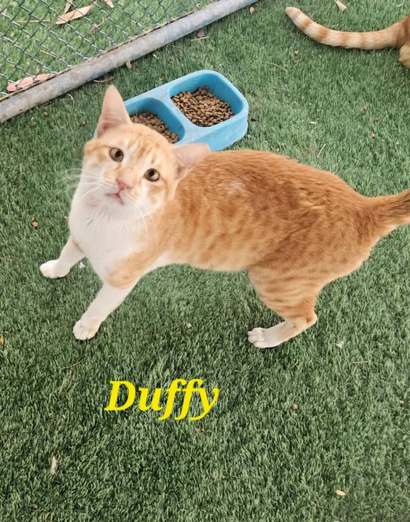 An adult medium-sized male Egyptian Mau cat named Duffy for adoption in Tampa, FL
