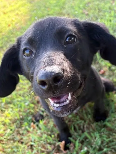 A baby medium-sized female Black Labrador Retriever dog named Katie for adoption in Tunica, MS