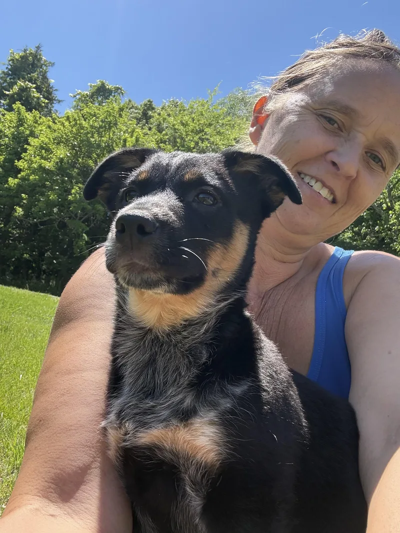 A baby medium-sized female Australian Cattle Dog / Blue Heeler dog named Zaza for adoption in Eagleville, TN