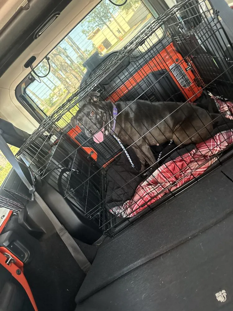 An adult medium-sized female Black American Bulldog dog named Maddie for adoption in Milton, FL