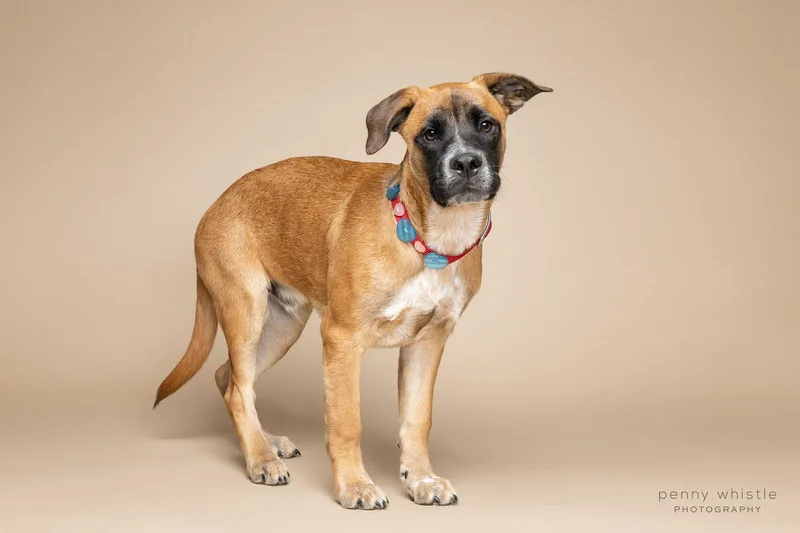 A young medium-sized male Boxer dog named Ranger for adoption in Coppell, TX
