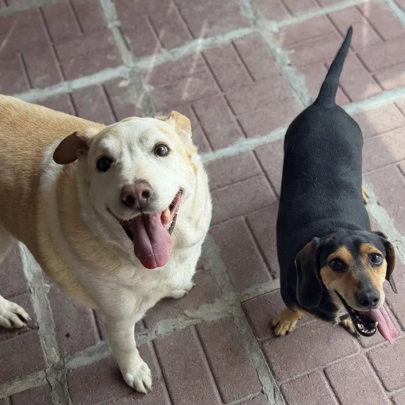 A senior medium-sized female Labrador Retriever dog named Marge And Homer for adoption in Locust Fork, AL