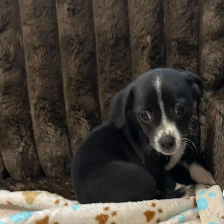 A baby small-sized female Chiweenie dog named Pepper for adoption in Winter haven, FL