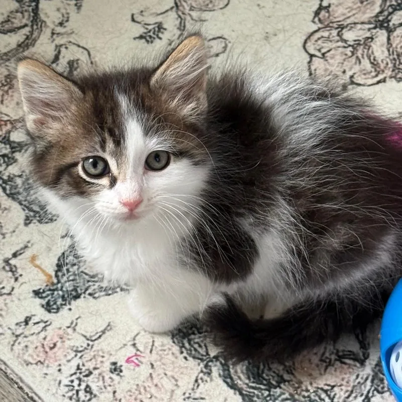 A baby small-sized male Tabby (Brown / Chocolate) Domestic Medium Hair cat named Merrit for adoption in Gresham, WI