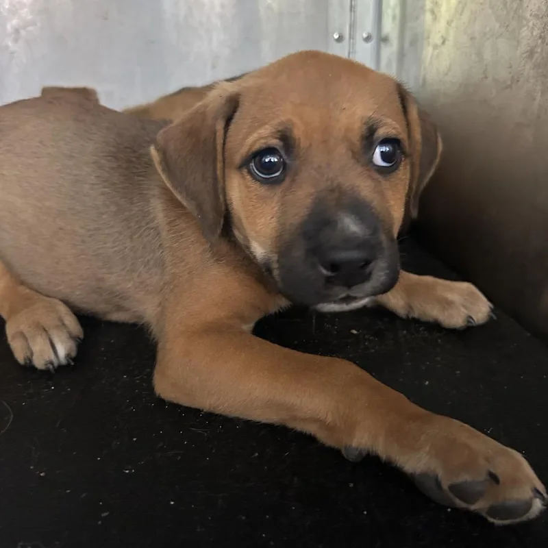 An adult large-sized female Pit Bull Terrier dog named Briallen for adoption in Birmingham, AL