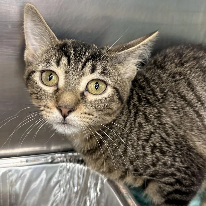 A baby small-sized female Brown / Chocolate Domestic Short Hair cat named Lisa for adoption in Matteson, IL