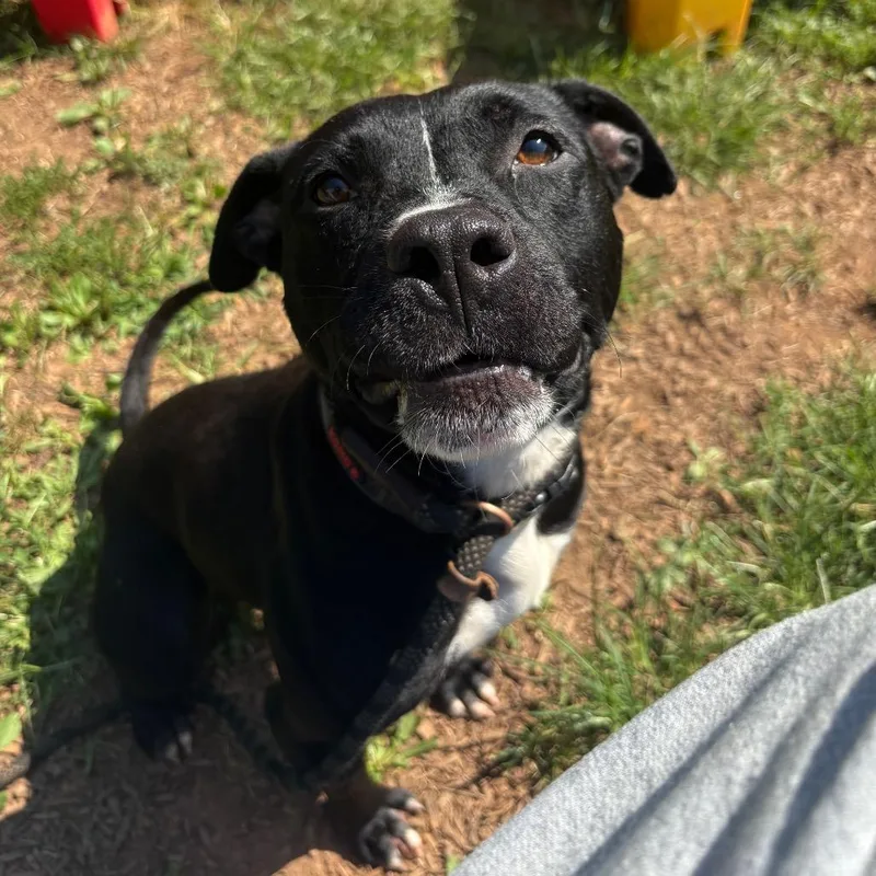 An adult medium-sized male Black American Staffordshire Terrier dog named Maylen for adoption in Lynchburg, VA