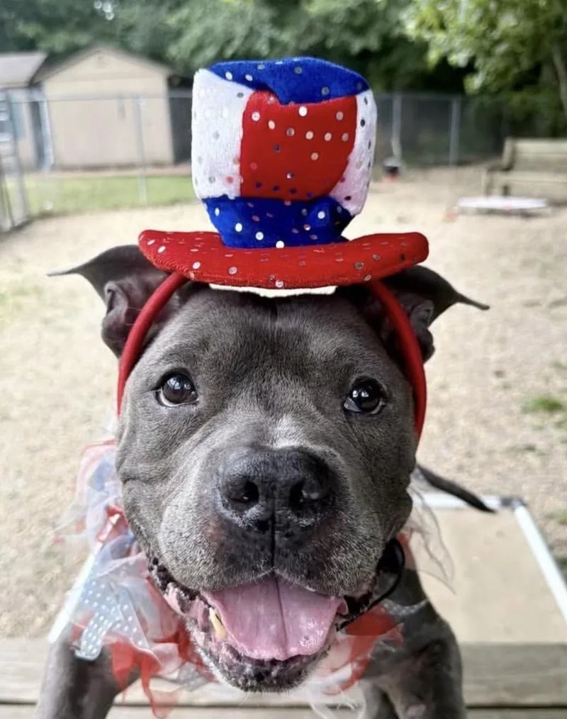 A senior medium-sized male Gray / Blue / Silver Pit Bull Terrier dog named Jax for adoption in Tinton Falls, NJ