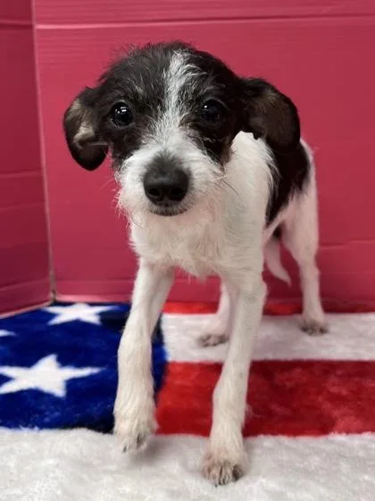 An adult small-sized male Terrier dog named Twister for adoption in Houston, TX