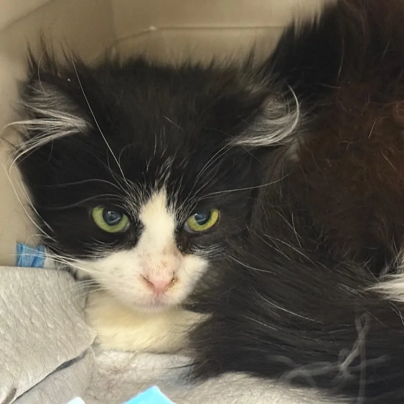 Zucchini thumbnail 2