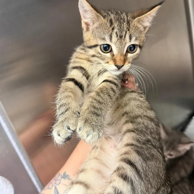 A baby small-sized female Black Domestic Short Hair cat named Coco for adoption in Port Charlotte, FL