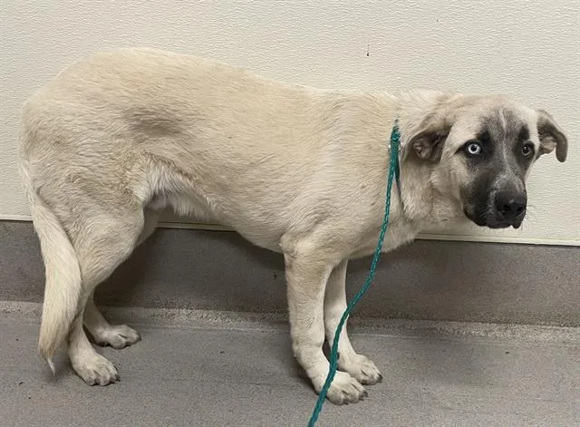 A young small-sized male Anatolian Shepherd dog named Ty for adoption in Modesto, CA