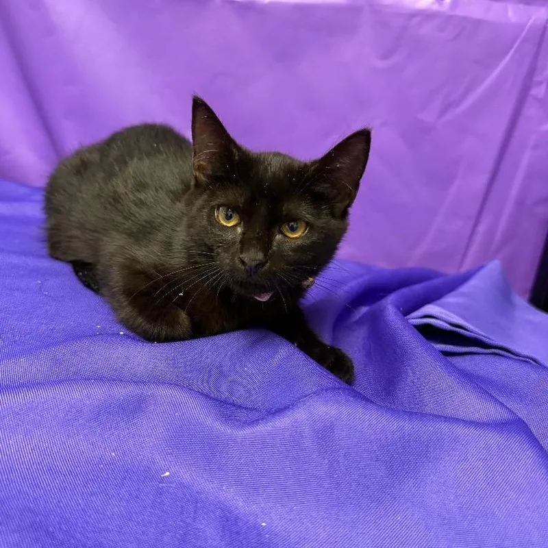 A baby small-sized female Black Domestic Short Hair cat named Honora for adoption in North Myrtle Beach, SC