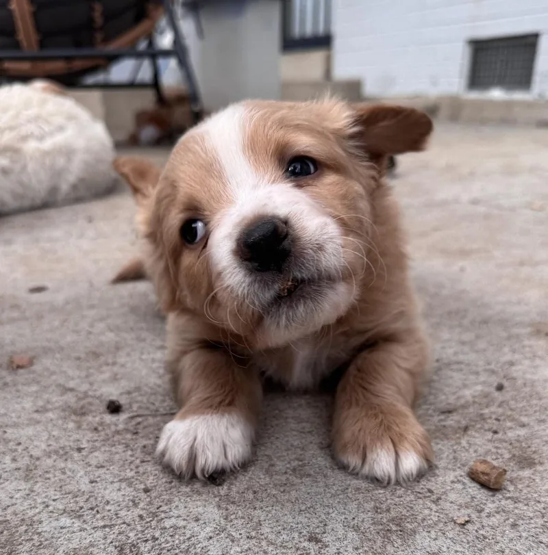 Cherepanov  Oakley thumbnail 3