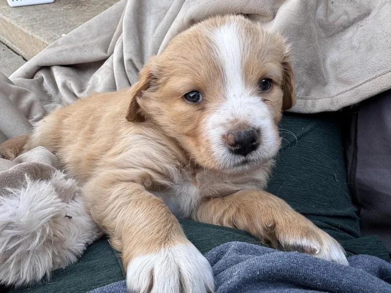 Cherepanov  Oakley thumbnail 5