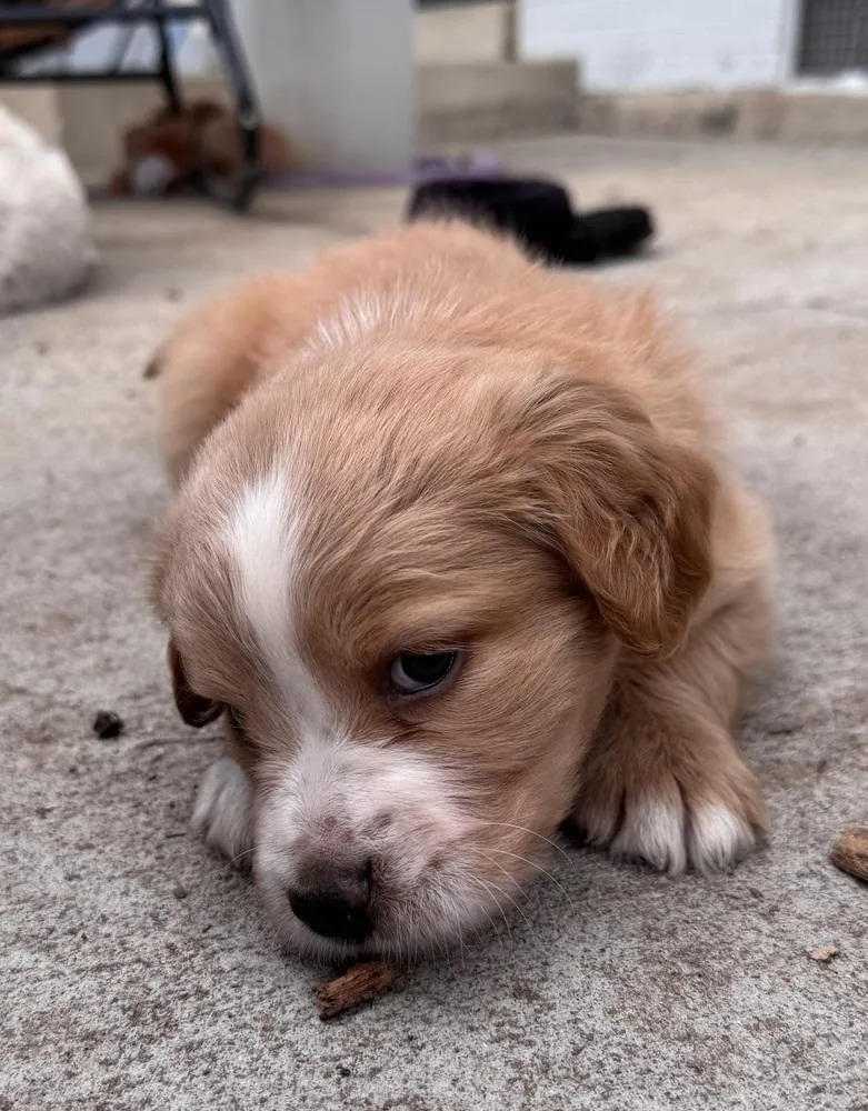 Cherepanov  Oakley thumbnail 6