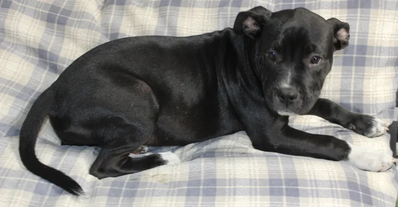 A young medium-sized female Black Pit Bull Terrier dog named Rasta for adoption in Huron, SD