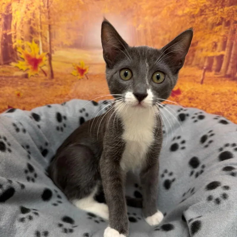 A baby small-sized female Domestic Short Hair cat named Carrie for adoption in Newberg, OR