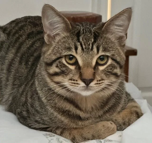 Storm And Shiloh thumbnail 3