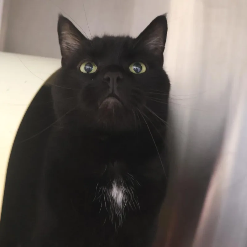 An adult large-sized male Black Domestic Short Hair cat named SPWCStray for adoption in Briarcliff Manor, NY