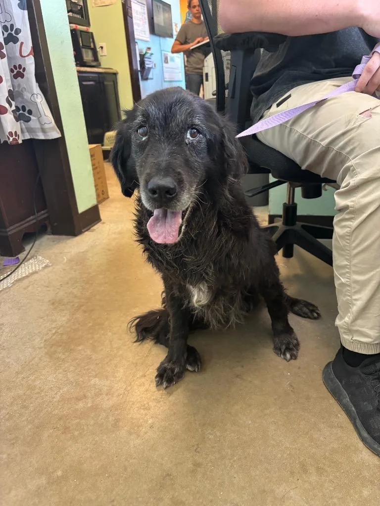 A senior large-sized female Labrador Retriever dog named Lucy Mae for adoption in New Braunfels, TX