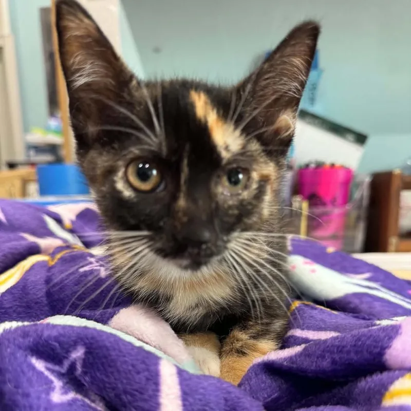 A baby small-sized female Black Domestic Short Hair cat named Rebecca for adoption in Seminole, FL