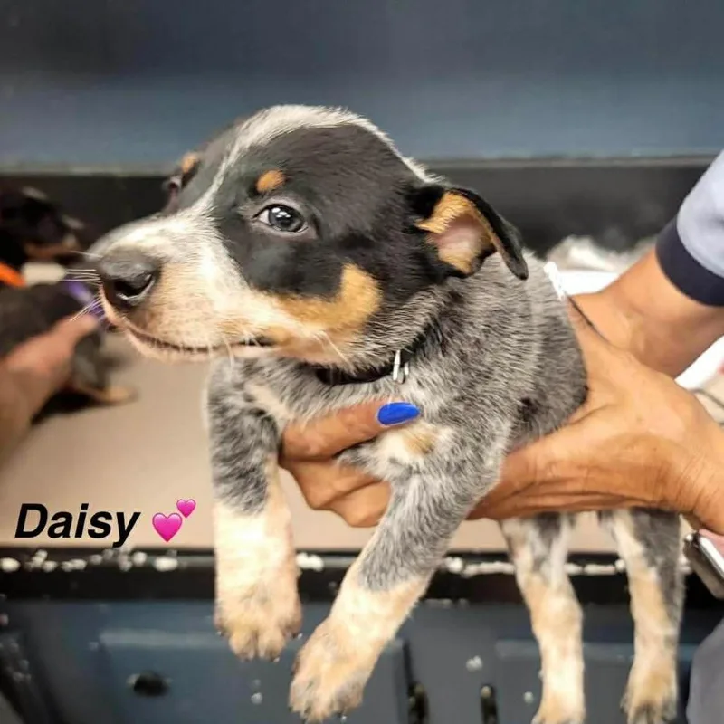 A baby medium-sized female Tricolor (Brown, Black, & White) Australian Cattle Dog / Blue Heeler dog named Daisy for adoption in Richmond, VA