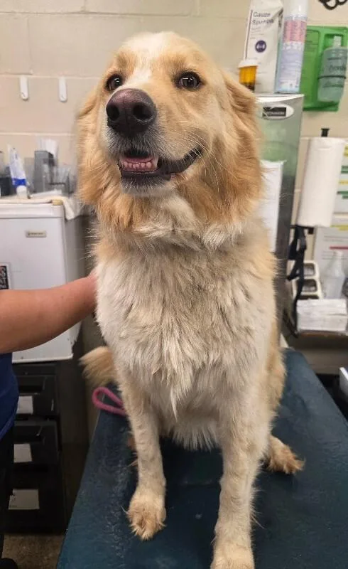 An adult large-sized female Great Pyrenees dog named Panda for adoption in Mobile, AL