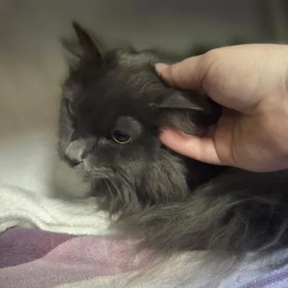 An adult medium-sized female Domestic Long Hair cat named Bluebell for adoption in Westland, MI