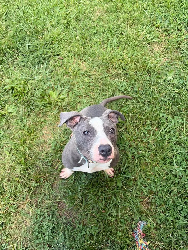A young large-sized female Mixed Breed dog named Nilla for adoption in Gallatin, TN