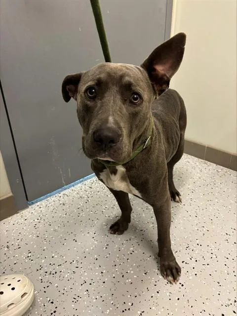 A young medium-sized female Basset Hound dog named Gypsy for adoption in Forney, TX