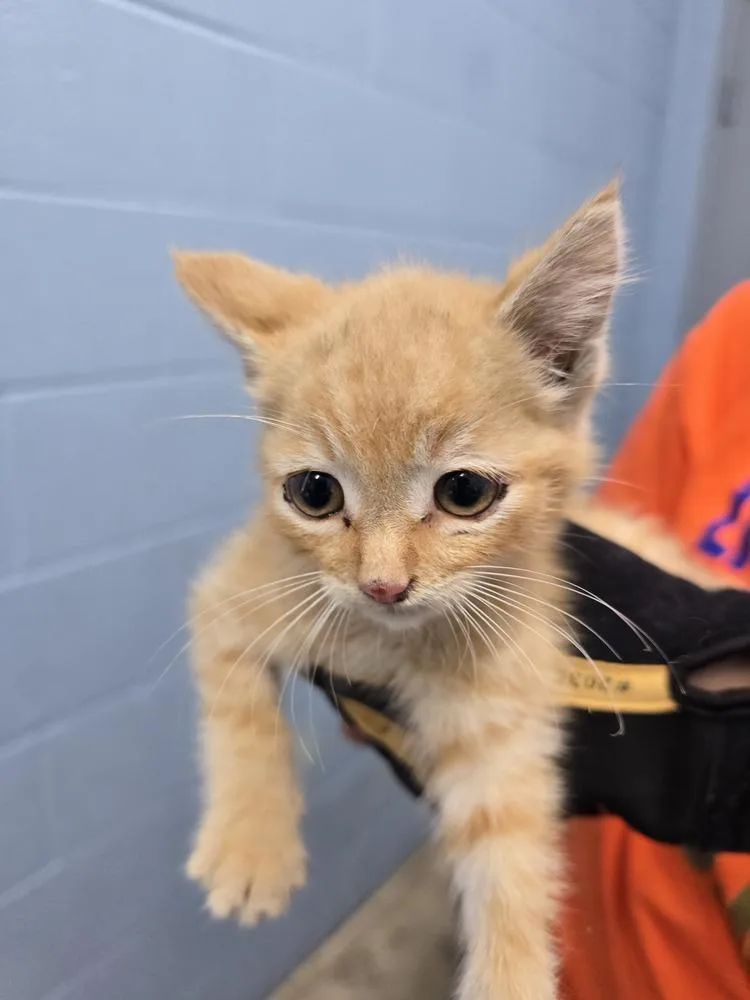 A baby small-sized male Tabby (Orange / Red) Domestic Short Hair cat named Yeti for adoption in Evansville, IN