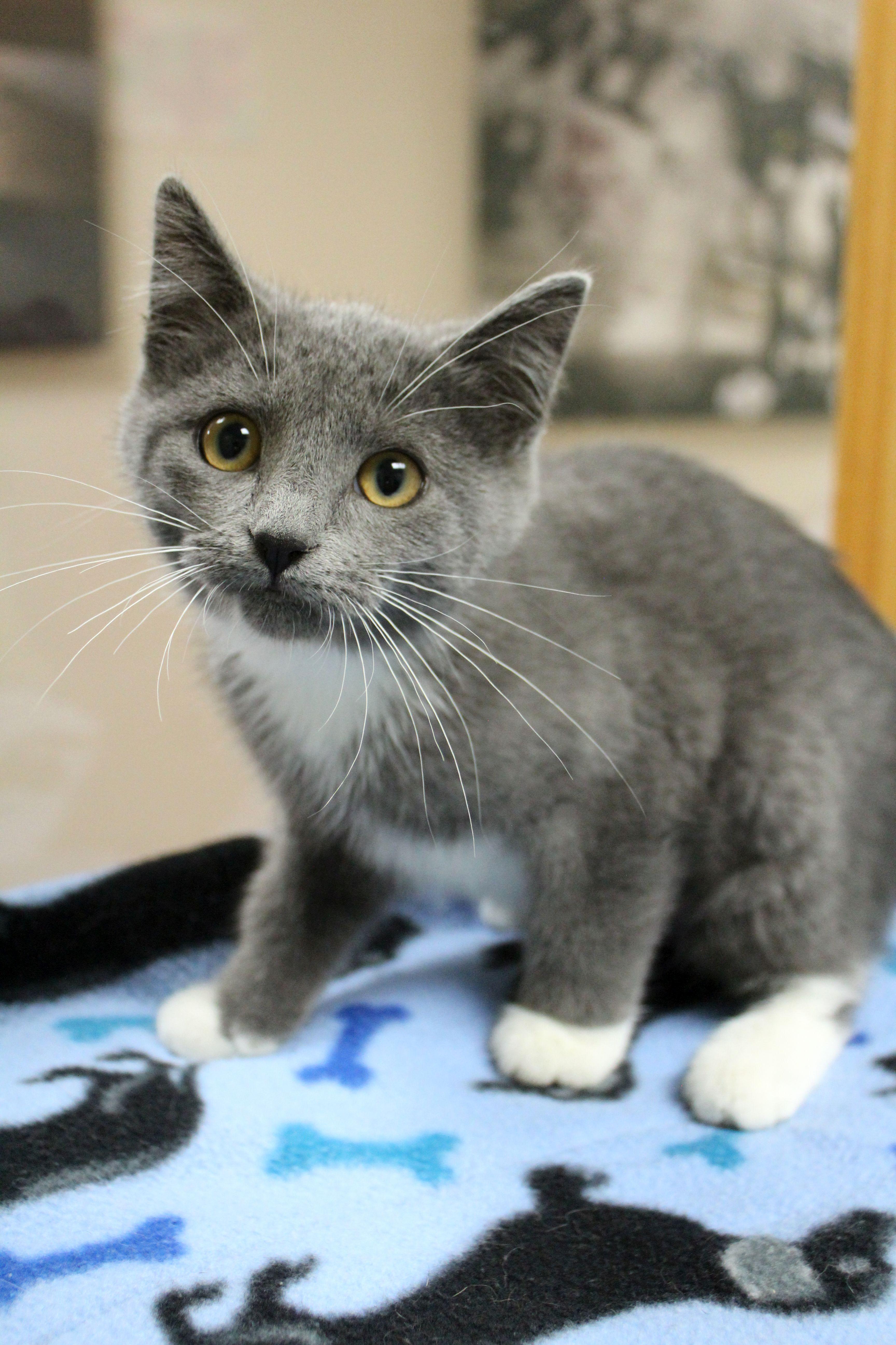 A baby medium-sized female Tuxedo cat named Fruit Snack for adoption in Portage, WI