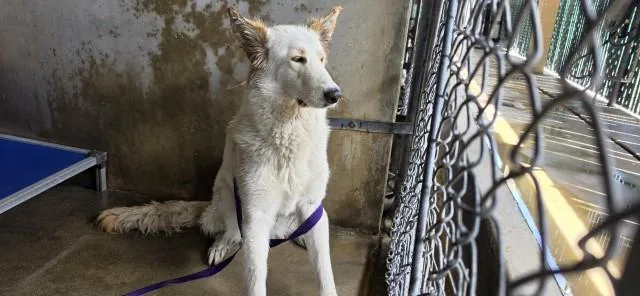 A young medium-sized female German Shepherd Dog dog named Francis for adoption in San Bernardino, CA