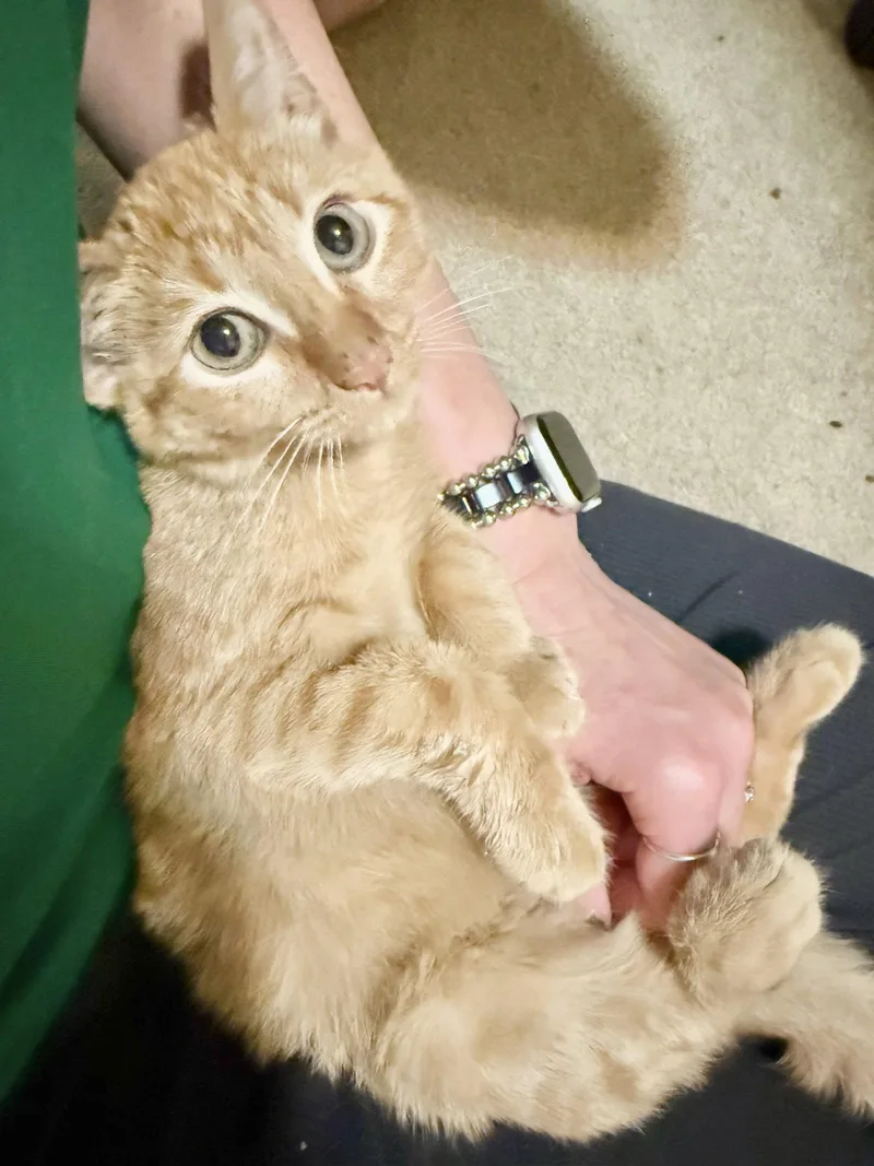 A young medium-sized male Domestic Short Hair cat named Arrears for adoption in Camden, SC