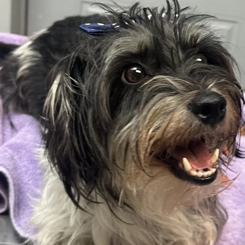 An adult small-sized female Black Mixed Breed dog named Muneca for adoption in Newark, NJ