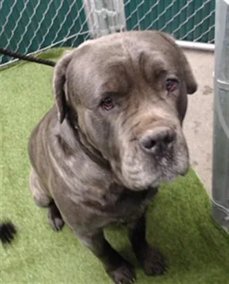An adult medium-sized male Mastiff dog named Snuffy for adoption in Downey, CA
