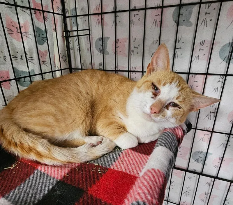 A young medium-sized male Domestic Short Hair cat named Socks for adoption in Wabash, IN