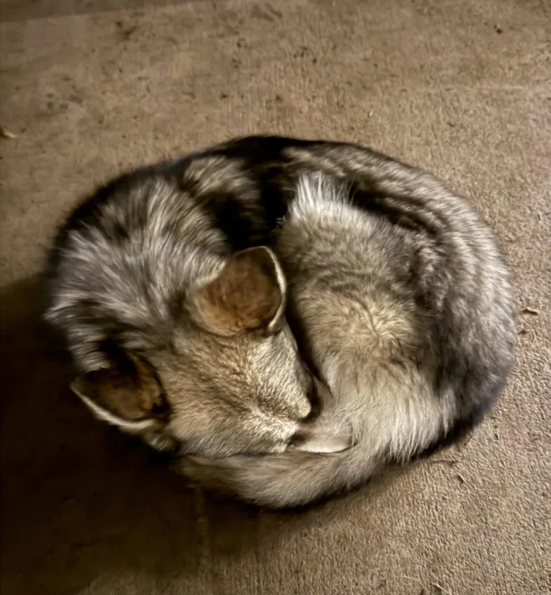 A young medium-sized female Husky dog named Raya Aka Baby Wolf for adoption in Evergreen, CO