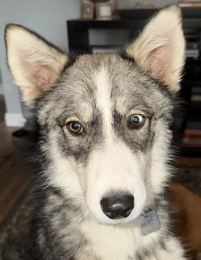 Raya Aka Baby Wolf thumbnail 2