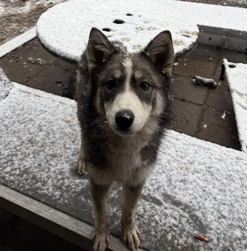 Raya Aka Baby Wolf thumbnail 3