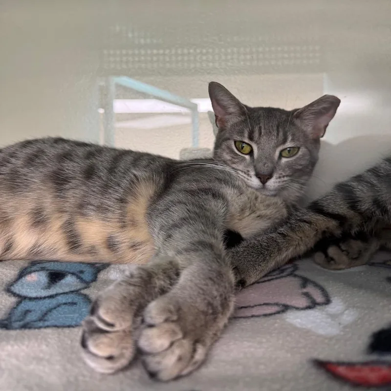 A young medium-sized female Gray / Blue / Silver Domestic Short Hair cat named Salt for adoption in Hamburg, NY