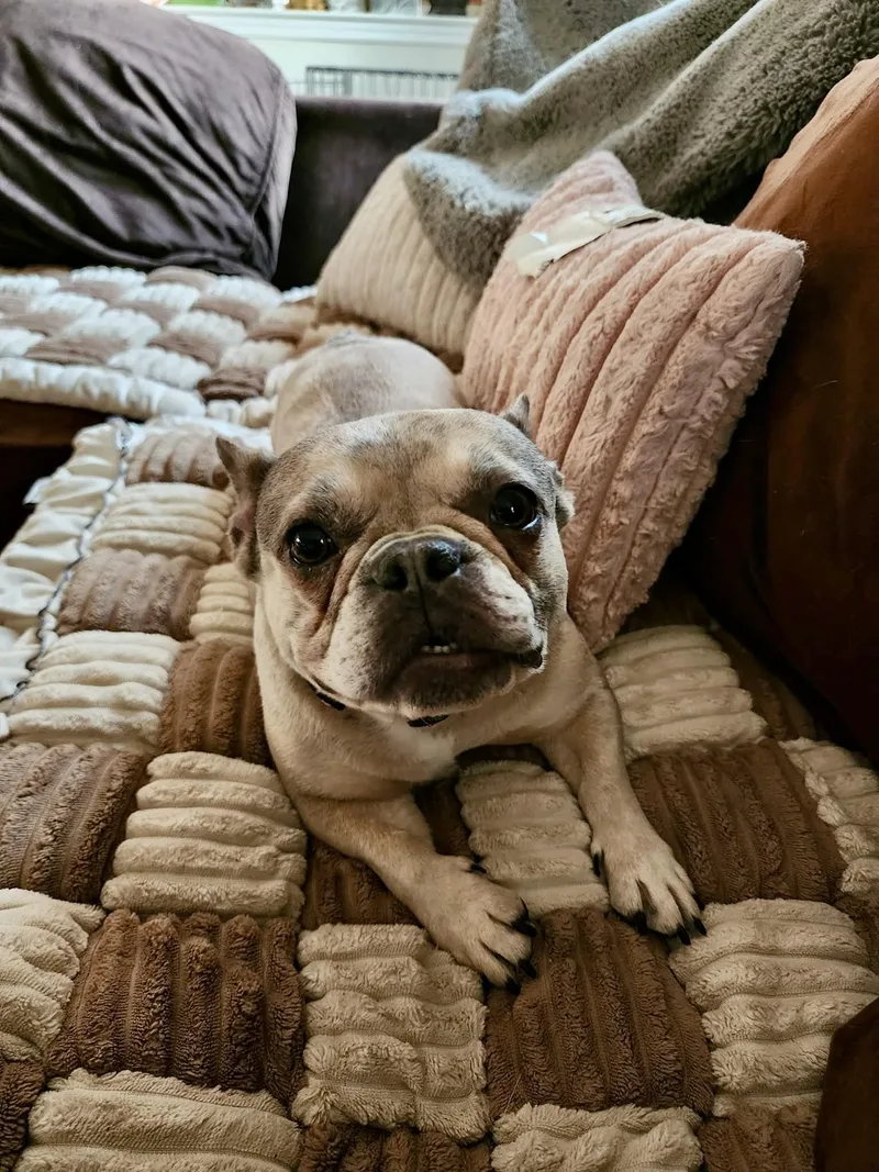 Melody The Merle Frenchie thumbnail 3