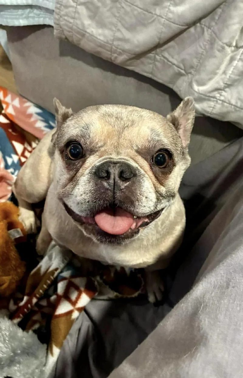Melody The Merle Frenchie thumbnail 4