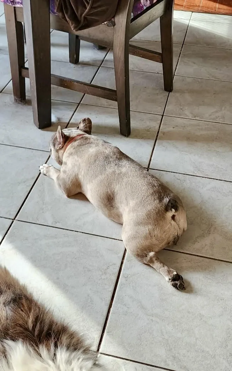 Melody The Merle Frenchie thumbnail 5