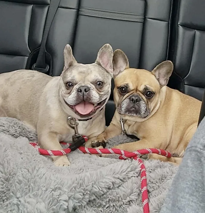 Melody The Merle Frenchie thumbnail 6