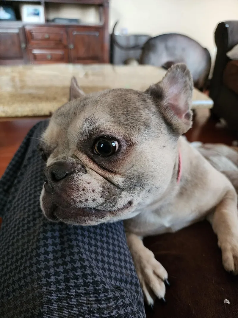 Melody The Merle Frenchie