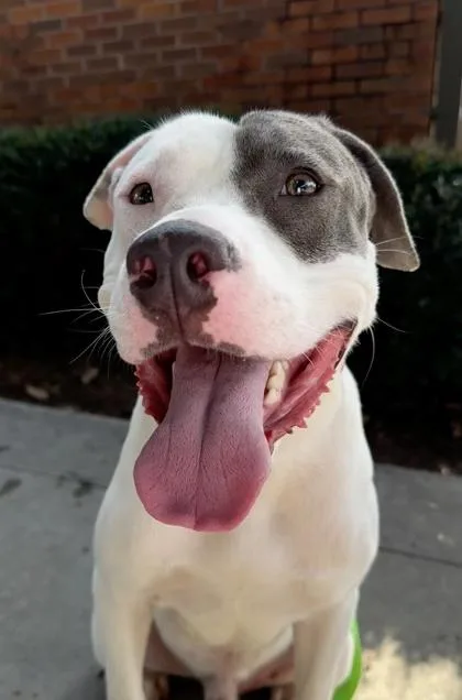 An adult large-sized male Pit Bull Terrier dog named Cheddar for adoption in Atlanta, GA